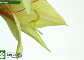 hippeastrum Green Magic (3)